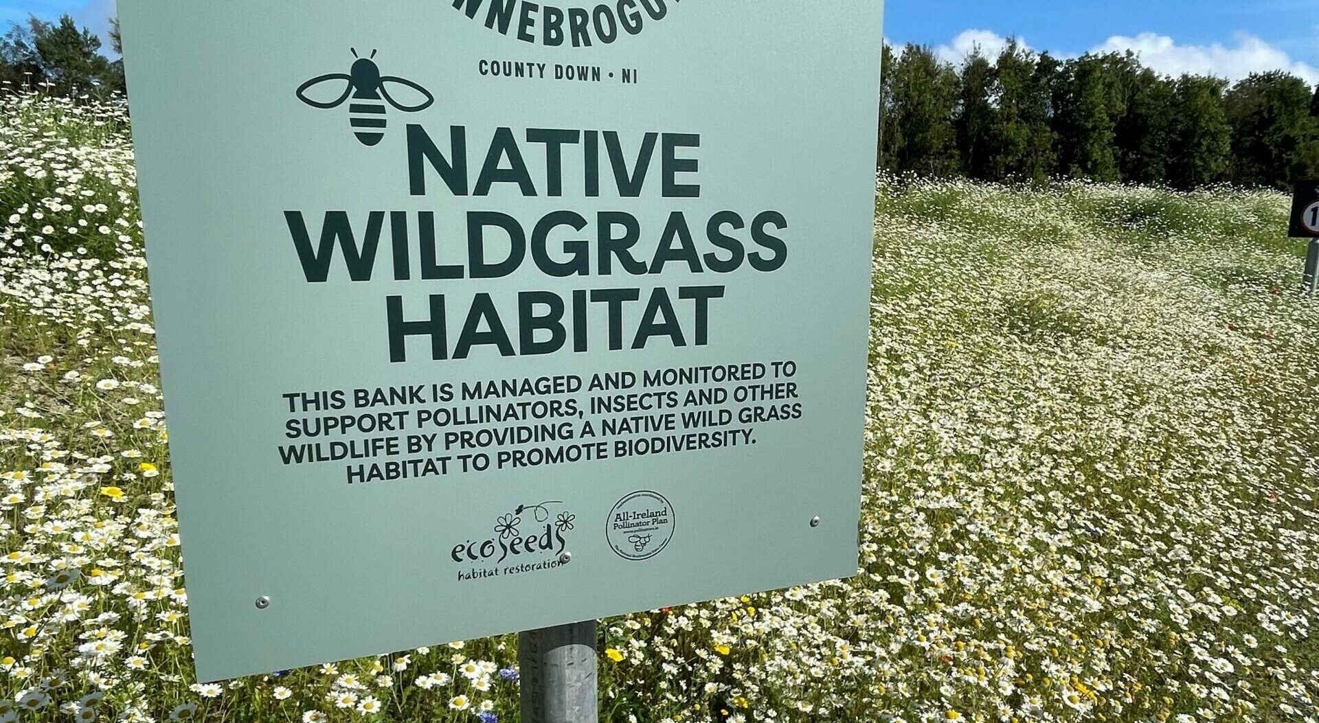 Summer has arrived and the wildgrass and flowers start to bloom at Finnebrogue.
